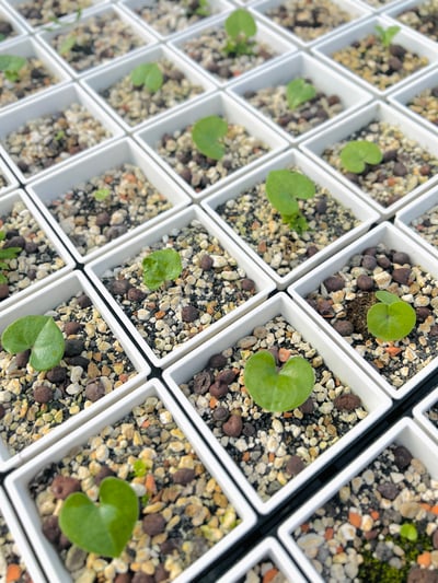 實生南非龜甲龍小苗 三吋盆3