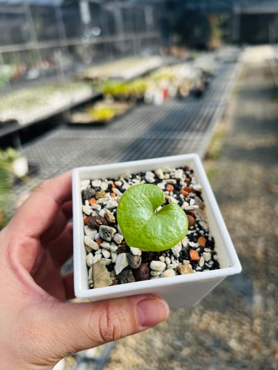 實生南非龜甲龍小苗 三吋盆1