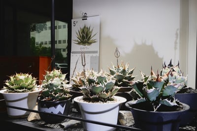 Plantmilestone Pro 30W全光譜植物燈 植物育成燈2