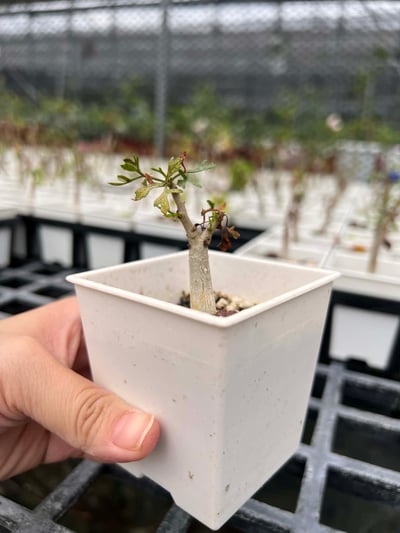 【限時特賣】實生鹿角橄欖、實生好望角橄欖1