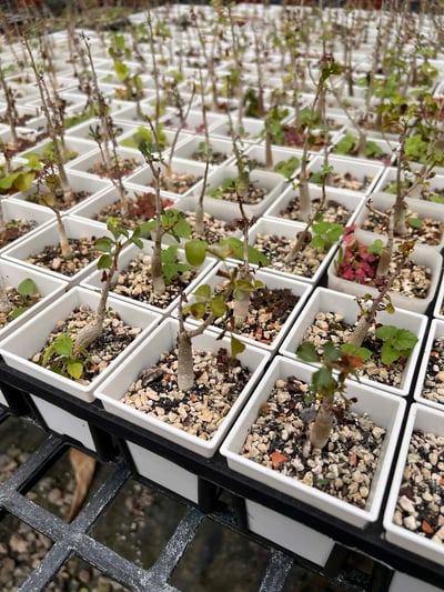 【限時特賣】實生鹿角橄欖、實生好望角橄欖4