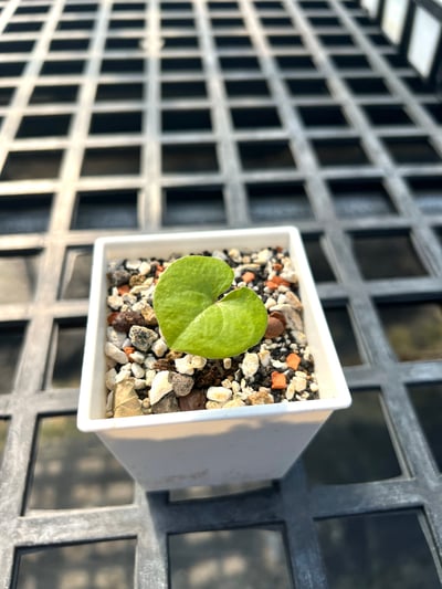 實生南非龜甲龍小苗 三吋盆2