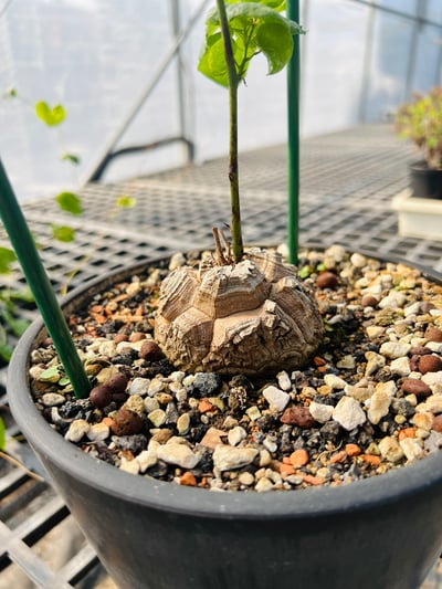 實生南非龜甲龍小苗 三吋盆4