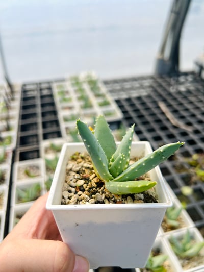 實生皮爾蘭斯蘆薈Aloe pillansii2