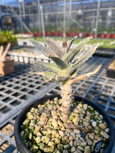 實生皮爾蘭斯蘆薈Aloe pillansii4