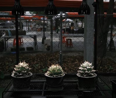 Plantmilestone Pro 30W全光譜植物燈 植物育成燈4