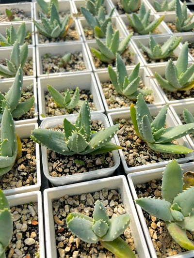 實生皮爾蘭斯蘆薈Aloe pillansii3