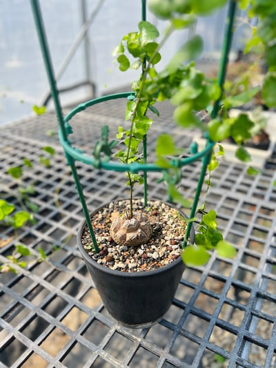 實生南非龜甲龍小苗 三吋盆5