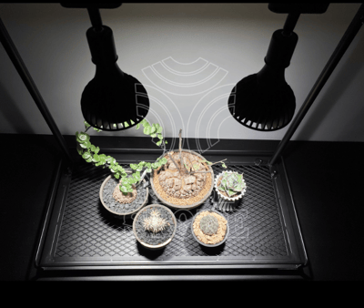 PlantMilestone 單層植物架   有水盤款/無水盤款3