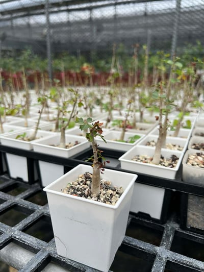 【限時特賣】實生鹿角橄欖、實生好望角橄欖3