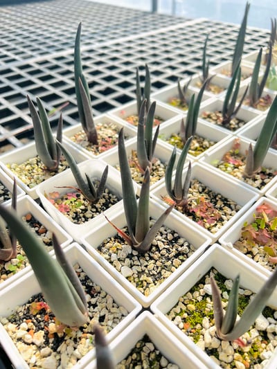 實生索贊蘆薈Aloe suzannae2