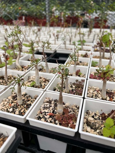 【限時特賣】實生鹿角橄欖、實生好望角橄欖2