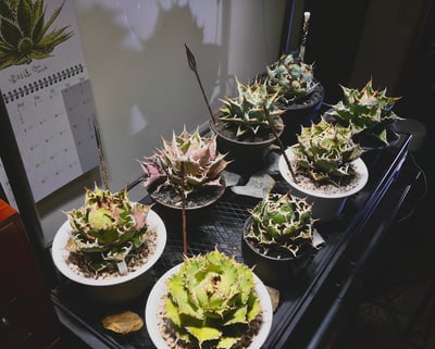 Plantmilestone Pro 30W全光譜植物燈 植物育成燈3