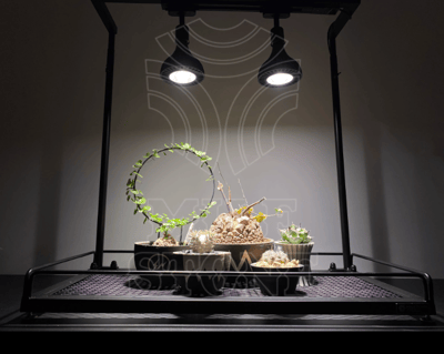 PlantMilestone 單層植物架   有水盤款/無水盤款2