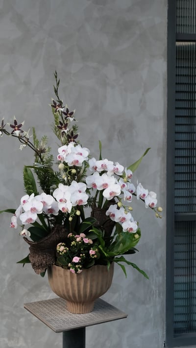 大型蘭花花禮-淡粉白色系3