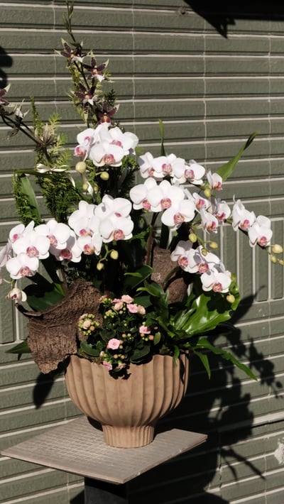 大型蘭花花禮-淡粉白色系4
