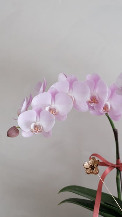 單色蘭花花禮-粉紫色4