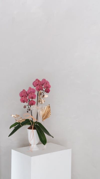 單色蘭花花禮-乾燥玫瑰色3