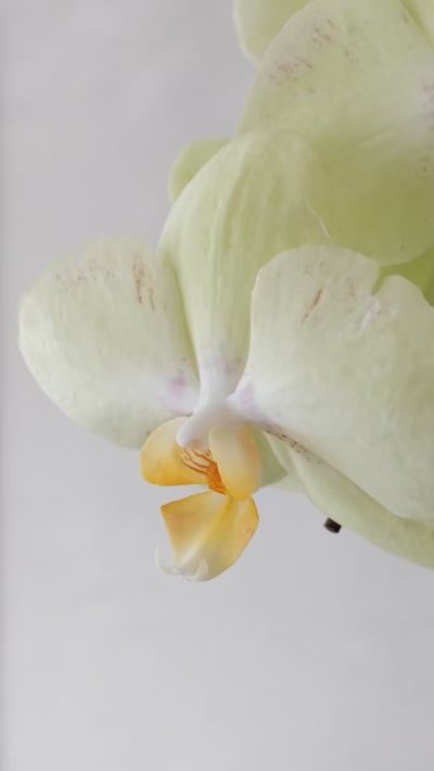 大型蘭花花禮-黃色3