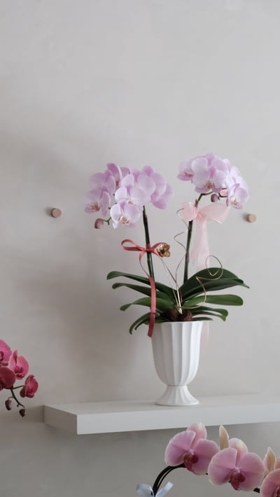 單色蘭花花禮-粉紫色5