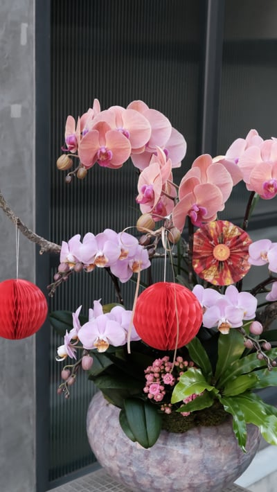 大型蘭花花禮-粉紫色系2
