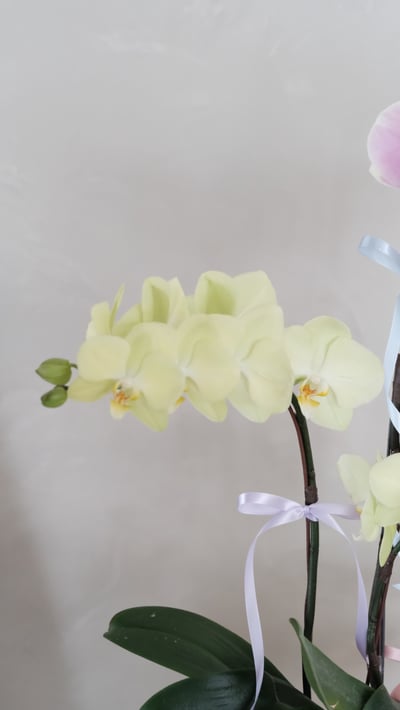 雙色蘭花花禮-黃粉色3