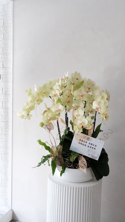 大型蘭花花禮-黃色2