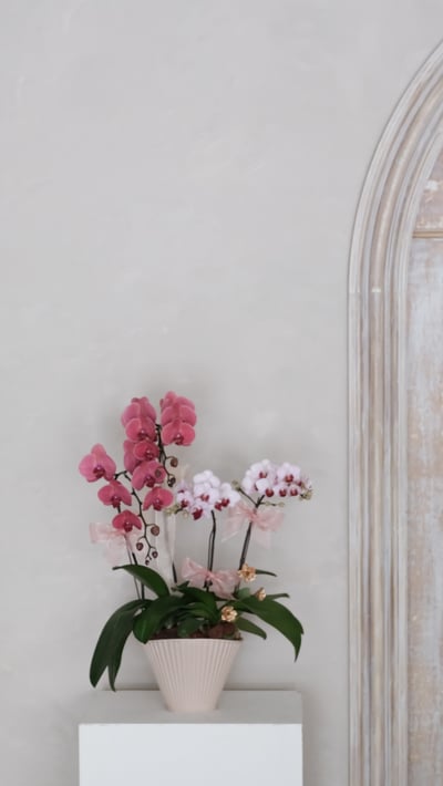 雙色蘭花花禮-粉色系3