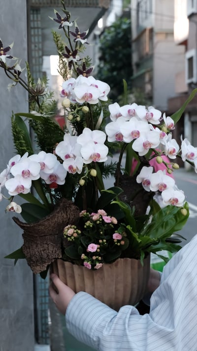 大型蘭花花禮-淡粉白色系2