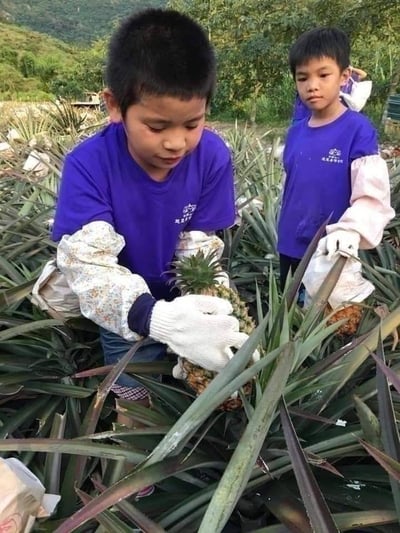 【善導書院幸福食間】台農無毒17號金鑽鳳梨一箱免運8