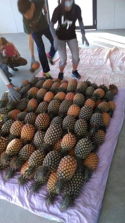 【善導書院幸福食間】台農無毒17號金鑽鳳梨一箱免運6