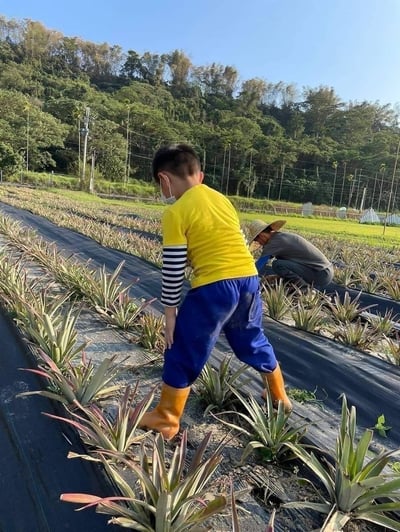 【善導書院幸福食間】台農無毒17號金鑽鳳梨一箱免運11