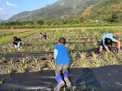 【善導書院幸福食間】台農無毒17號金鑽鳳梨一箱免運3