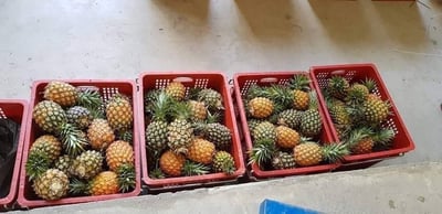 【善導書院幸福食間】台農無毒17號金鑽鳳梨一箱免運12