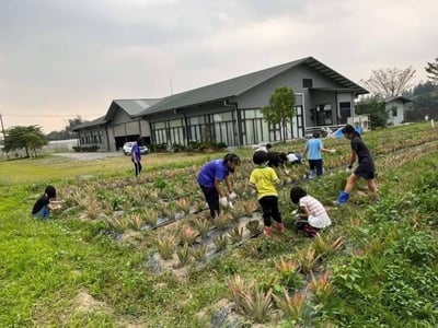 【善導書院幸福食間】台農無毒17號金鑽鳳梨一箱免運10