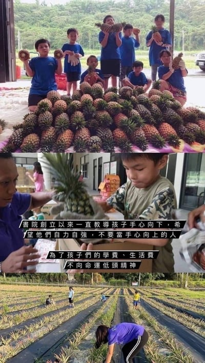 【善導書院幸福食間】台農無毒17號金鑽鳳梨一箱免運15