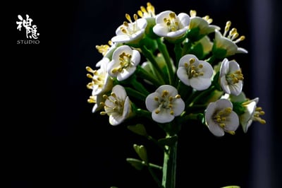 【售罄展示追加請私訊客服@toystationtw】宮崎駿 借物少女-仰望世界的瞬間 X 神隱工作室7