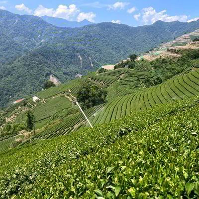 五折優惠├ 福壽山 停機坪 ┤半斤送半斤4