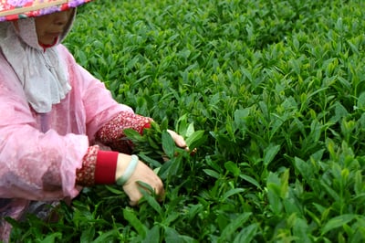 限時3天├ 龍鳳峽高冷茶 ┤3