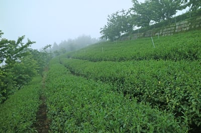 限時3天├ 龍鳳峽高冷茶 ┤2