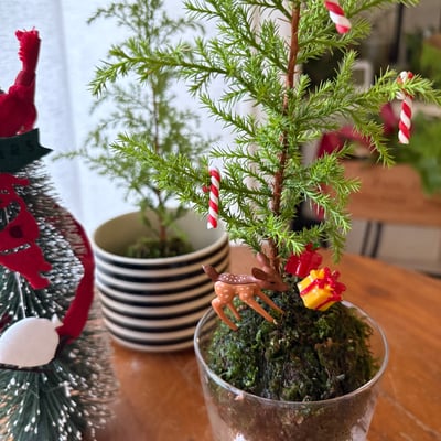 線上課程材料包｜野地聖誕小樹苔球2