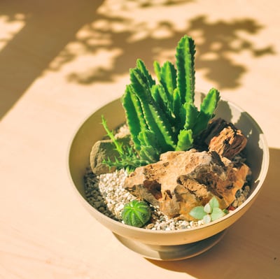 企業課程｜沙畫杯多肉組盆3