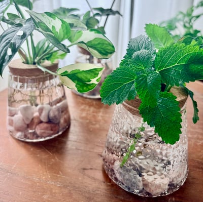 波光綠意｜水培工藝玻璃瓶2