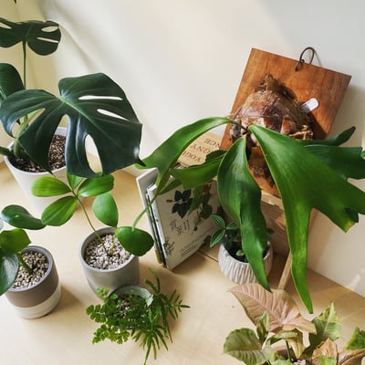 企業課程｜蕨類植物上板1