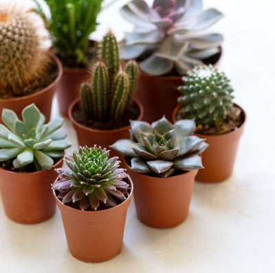 4種多肉植物綜合包1