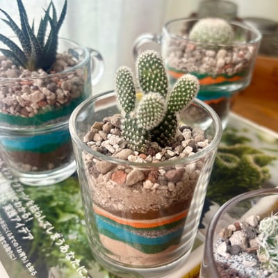 企業課程｜沙畫杯多肉組盆1