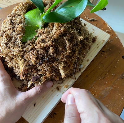 企業課程｜蕨類植物上板4