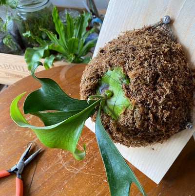 企業課程｜蕨類植物上板3