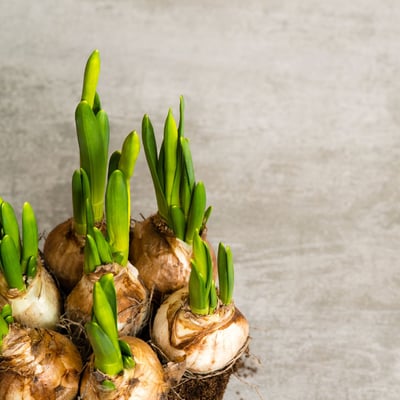 白水仙球根_預購2