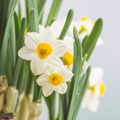 白水仙球根_預購1